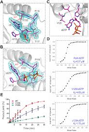 2 can be seen on drawing no. Unique 5 P Recognition And Basis For Dg Dgtp Misincorporation Of Asfv Dna Polymerase X