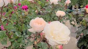 Maybe you would like to learn more about one of these? Rosa David Austin Desdemona Fabulous Easy To Grow Fragrant Rose Youtube