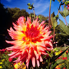 Image result for Dahlia sp. (cultivar)