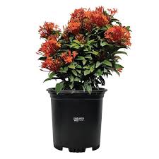 Image result for Ixora seretii