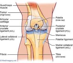 Incidentally, gout is a type of arthritis caused by an accumulation of uric acid crystals in the joints rather than the bones themselves coming into contact. Pin On Anatomy Physiology
