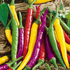 Cayenne peppers are a group of tapering, 10 to 25 cm long, generally skinny. Carnivale Cayenne Blend Hot Pepper Gurney S Seed Nursery
