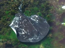 Short-tail stingray
