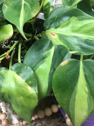 What Could Be Causing These Yellow Brown Spots On My Philodendron Brasil Plantclinic
