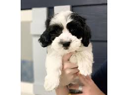 The teddy bear dog is a bundle of fluff. Teddy Bear Puppies Pets N Pals Staunton Va