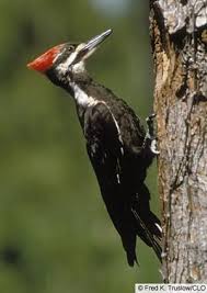Birds Native To Virginia Beach Pileated Woodpecker This Guy Is My Special Find We Only Saw Him Once Afternoon On The Spring And It Was A Treat Birds Woodpecker Beautiful Birds
