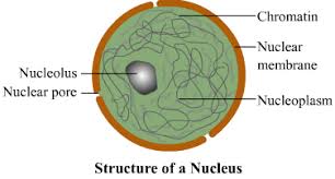 Maybe you would like to learn more about one of these? Describe The Structure And Functions Of Nucleus