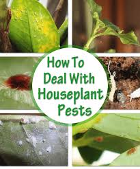 How To Identify And Control House Plant Pests Our House Plants