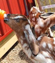 And if you're hoping for the some goaty, cuddly goodness in the future, here's where you'll learn how to care for them so they stay nice and fluffy and jumpy for ya.' Raising Orphan Goats How To Raise Orphan Goats Beginner S Guide