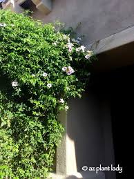 Ramblings From A Desert Garden Flowers Work And Cowboy Boots Garden Vines Desert Garden Plants