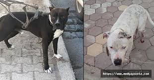 Adana Da Polis Pitbull Cinsi Kopekleri Topladi Medya Gazete