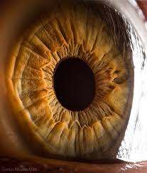 The following 25 files are in this category, out of 25 total. The Human Eye As You Ve Never Seen It This Will Blow Your Mind