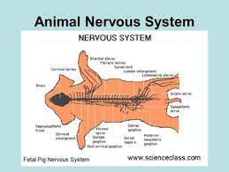 Pig Anatomy And Terminology Mini Pig Info