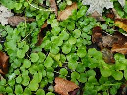Image result for Lysimachia djalonis