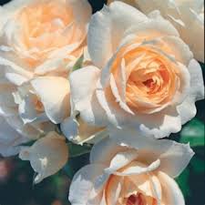 Di seguito la risposta corretta a fiori simili alle rose cruciverba, se hai bisogno di ulteriore aiuto per completare il tuo cruciverba continua la navigazione e prova la nostra. Fiori Simili Alle Rose Pin Di Lana Stoyanova Su Roses Fiori Rosa Te Alle Rose Soluzioni Per La Definizione Fiori Simili Alle Margherite Per Le Parole Crociate E