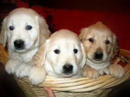 Red golden retriever puppies for sale ontario. Golden Retriever Puppies For Sale In Lynden Ontario Your Pet For Sale
