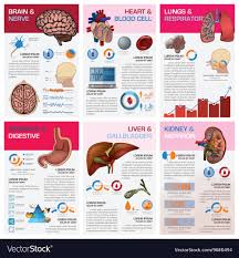 Internal Human Organ Health And Medical Chart