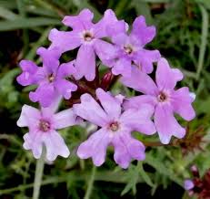 Image result for Verbena aristigera