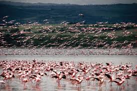 What is a group of flamingoes called? What Is A Flamingo Answered Twinkl Teaching Wiki