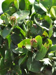 Image result for Sonneratia