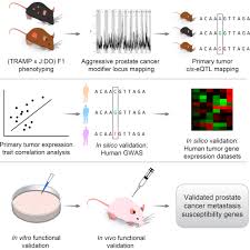 If given frequency of dominant phenotype. Mapping Complex Traits In A Diversity Outbred F1 Mouse Population Identifies Germline Modifiers Of Metastasis In Human Prostate Cancer Cell Systems