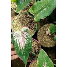 Gambar wayang arjuna, download gambar wayang, gambar wayang dan namanya, gambar gambar mewarnai wayang gambar mewarnai lucu 08 11 2019 terima kasih telah membaca artikel. Anakan Keladi Wayang Caladium Hias Shopee Indonesia