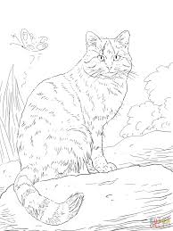 European Wild Cat Coloring Page Wild Cats Coloring Pages Animals Colouring Images Cat Coloring Page Animal Coloring Pages Cat Colors