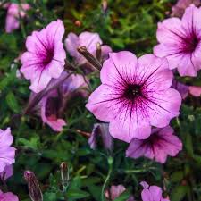 Lori Quaintance Obituary - Wellsboro, PA