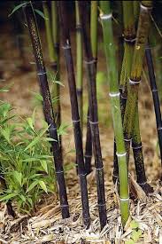 Bamboo is a giant grass. 46 Black Bamboo Ideas Black Bamboo Bamboo Bamboo Garden