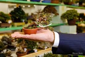 Gafuten ShÅhin Bonsai Exhibition Discover Kyoto