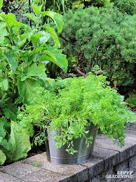 Gently sprinkle carrot seeds over the moist soil. Growing Carrots In Containers An Easy Way To Grow Carrots Anywhere