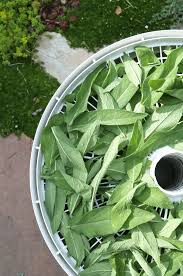 By planting a tip cut from an outdoor sage plant, one can easily plant an indoor sage plant even in the dry winter season. Everything You Need To Know About Growing Sage Kitchn