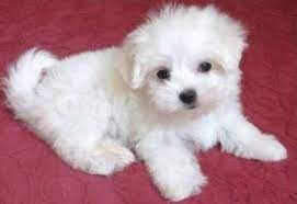 tierforum malteser hunde welpen hundeinserat tierinserat nr 35904 l schen malteser hund hunde welpen hunde