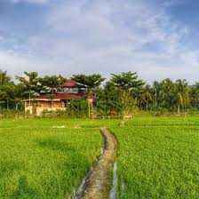 Best hostels in bukit lawang: Help To Promote A Homestay And Create An Organic Vegetable Garden In Bukit Lawang North Sumatera Indonesia