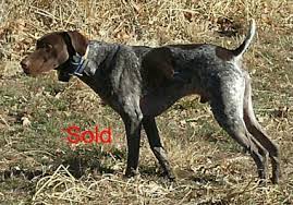 The story of a company you can trust, and people you can understand. Bird Dogs For Sale Blue Dawn Kennels