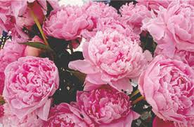 The hotel captain cook, located in anchorage, alaska, caters to international travelers, dignitaries and business travelers with service and meticulous attention to detail for which the hotel has become famous. Alaska Peonies Brought To You By The Alaska Peony Growers Association