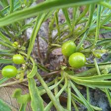 Image result for Rauvolfia nana