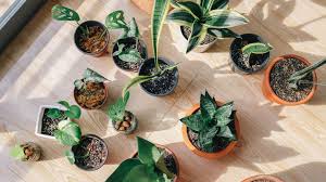Tak melulu harus ditanam di kebun, ada beberapa tanaman hias yang bisa hidup di dalam rumah, seperti lidah mertua, spider plant dan tanaman lainnya. 5 Tanaman Hias Indoor Yang Bermanfaat Bersihkan Udara Di Rumah