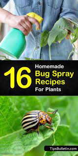 16 Do It Yourself Bug Spray Recipes For Plants Recipe Garden Bug Spray Bug Spray For Plants Bug Spray Recipe