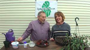 Plant propagation is the process by which new plants grow from a variety of sources: How To Propagate A Lipstick Plant Youtube