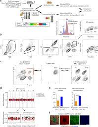 Every somatic cell in an animal's body undergoes mitosis meiosis is when one diploid cell undergoes two divisions to form 4 haploid reproductive cells. Proliferative Polyploid Cells Give Rise To Tumors Via Ploidy Reduction Nature Communications