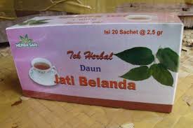 Dewasa ini daun jati belanda juga dapat. Khasiat Jati Belanda Untuk Menurunkan Berat Badan Bibitbunga Com