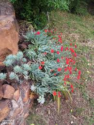 Image result for Kleinia grantii