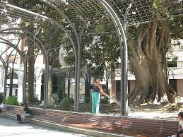 Check spelling or type a new query. Limpieza Del Ficus De Santo Domingo Murcia Com