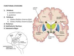 Anatomy Of The Basal Ganglia Slideshare Net