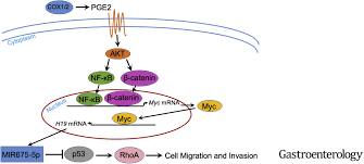 Dinoprostone is used in labor induction, bleeding after delivery, termination of pregnancy, and in newborn babies to keep the ductus arteriosus open. Prostaglandin E2 Induces Mir675 5p To Promote Colorectal Tumor Metastasis Via Modulation Of P53 Expression Gastroenterology