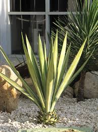 Image result for Agave sisalana