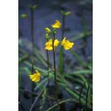 Image result for Utricularia formula