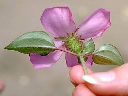 Image result for Heterotis rotundifolia