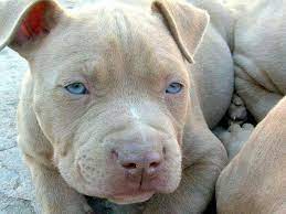 Beautiful Blue Eyed Red Nose Puppy Pitbull Terrier Pitbull Puppies Dog Breeds